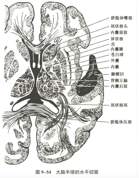 神经系统