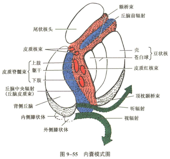 神经系统