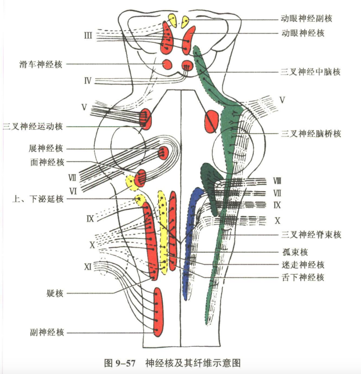 神经系统