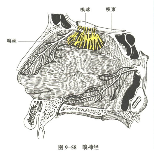 神经系统