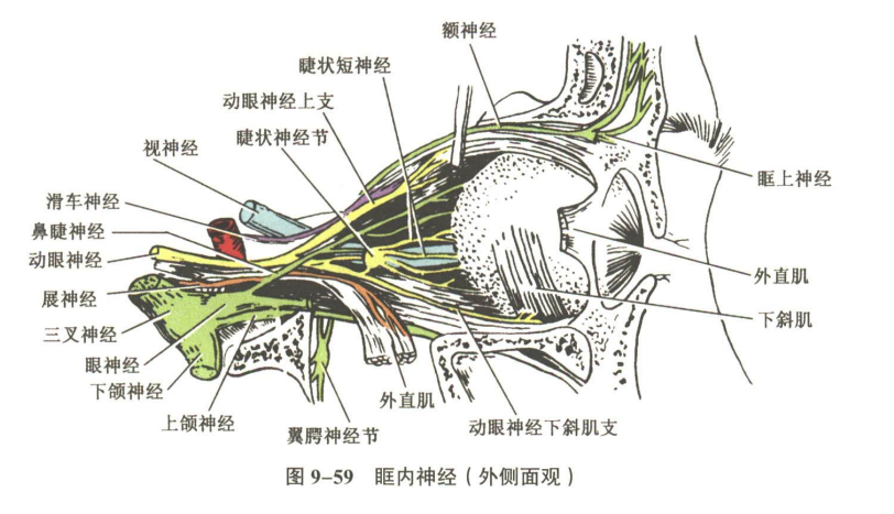 神经系统