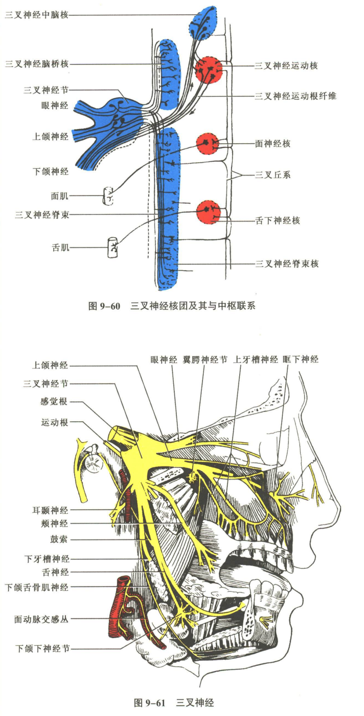 神经系统