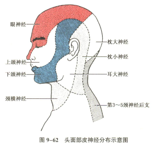 神经系统
