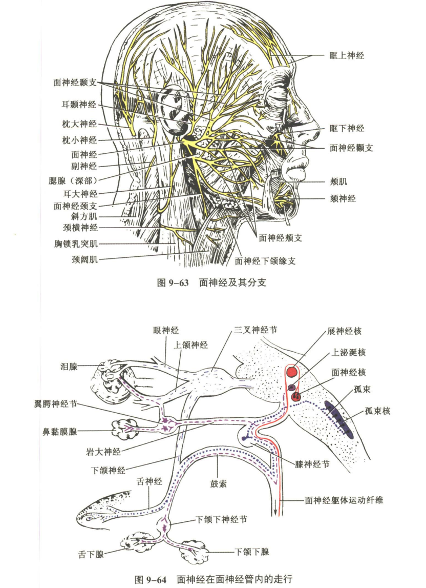 神经系统