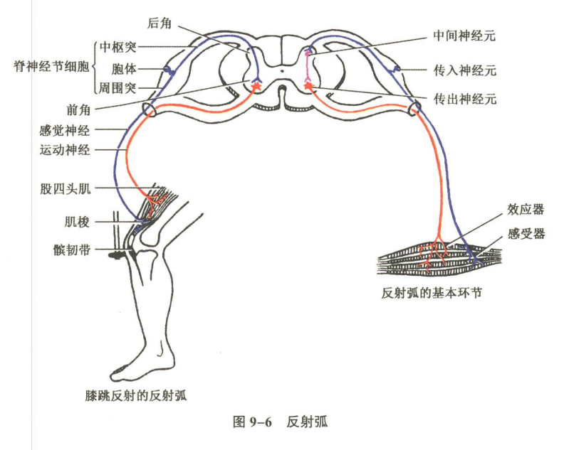 神经系统