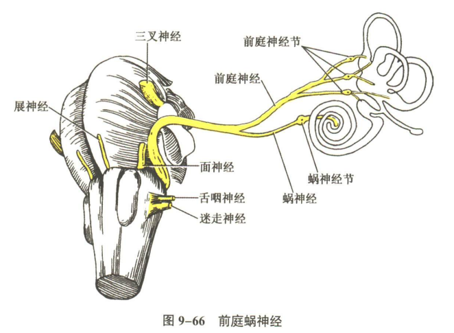 神经系统
