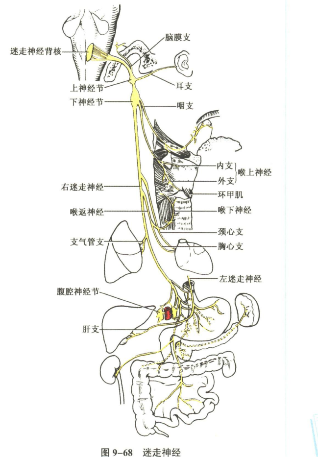 神经系统