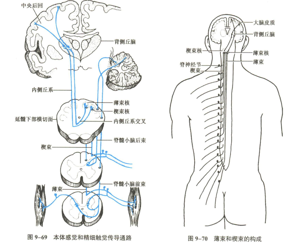 神经系统