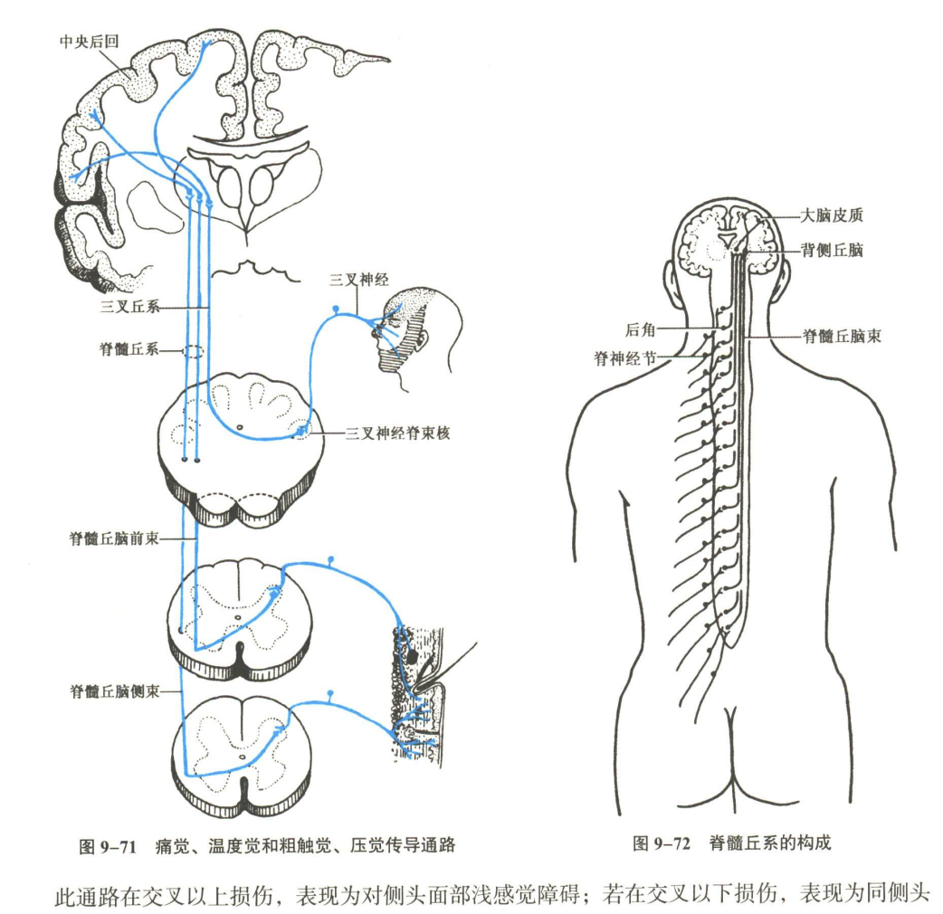 神经系统