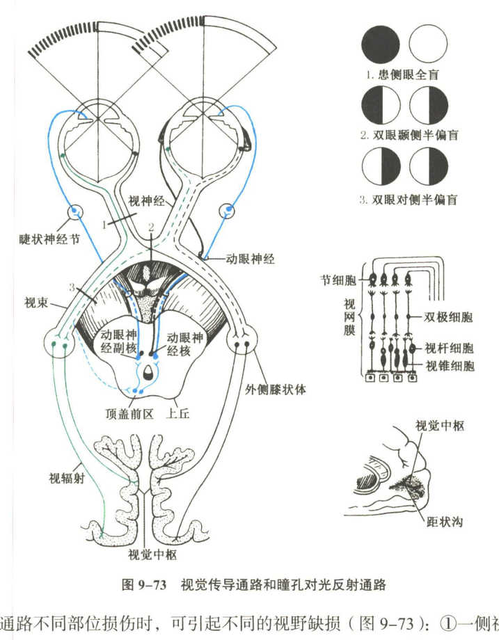 神经系统