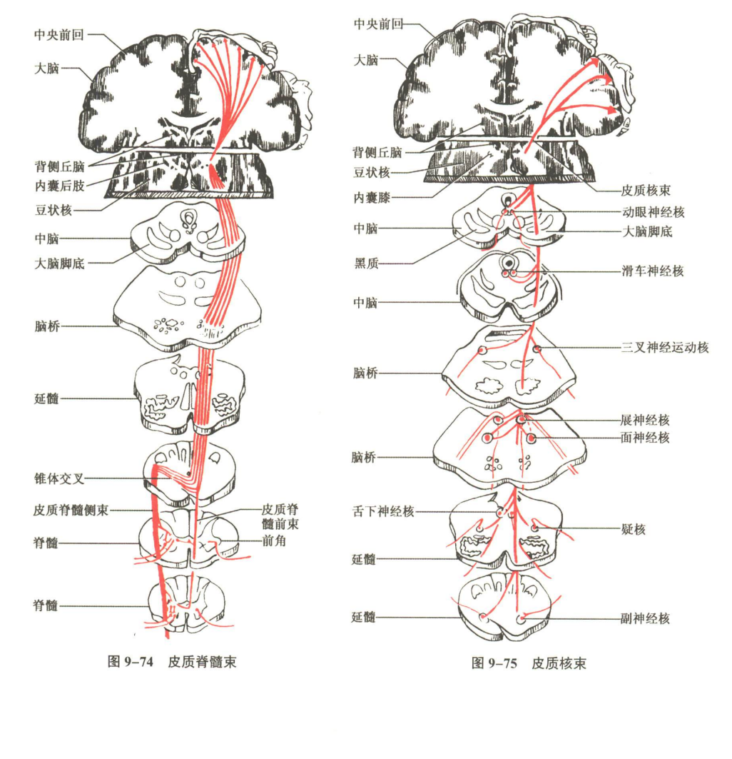 神经系统