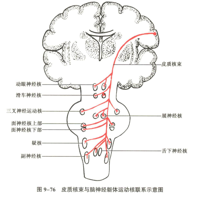 神经系统