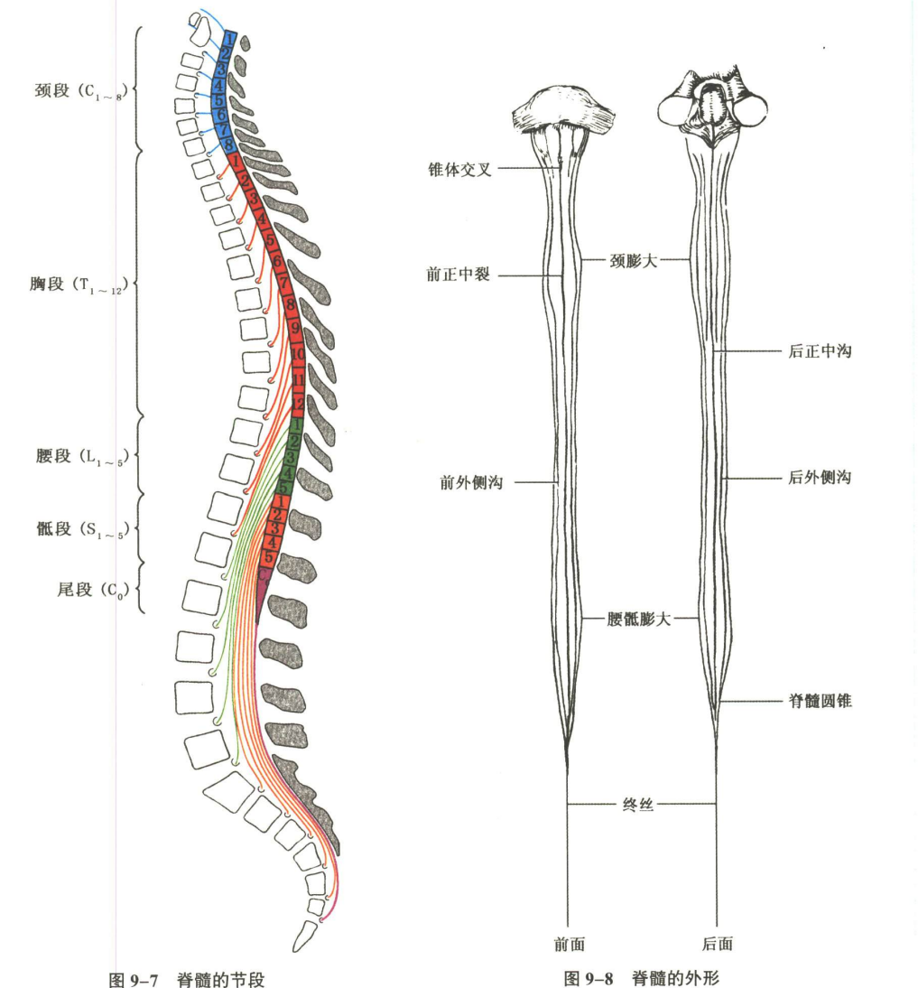 神经系统