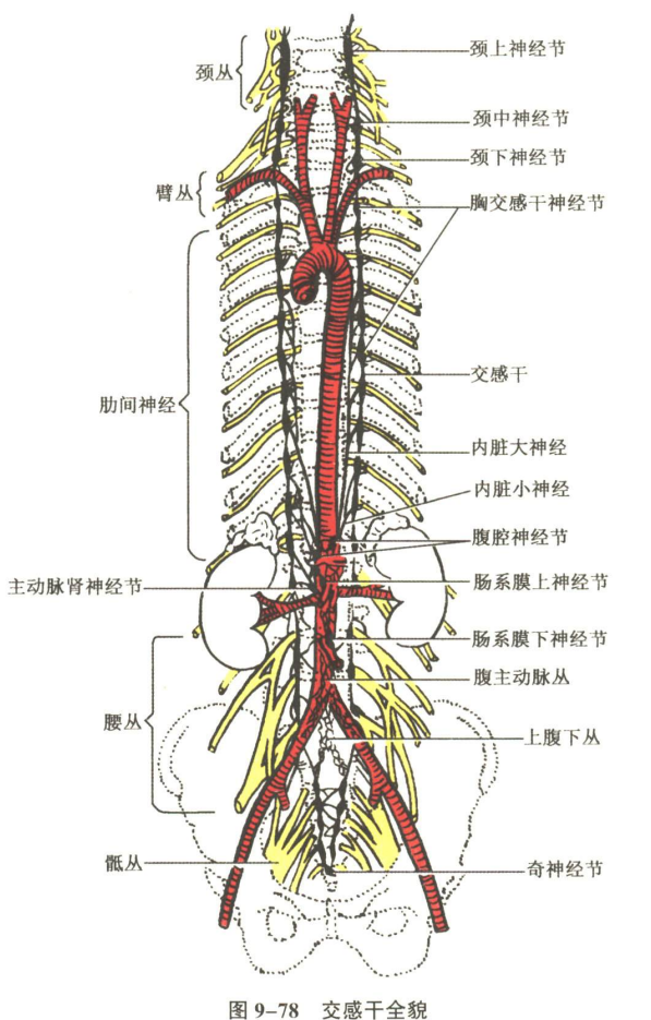 神经系统
