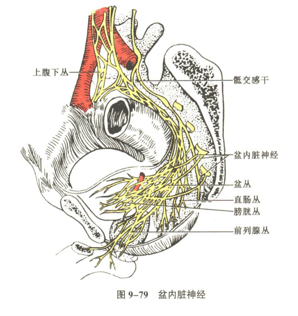 神经系统