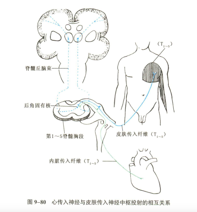 神经系统