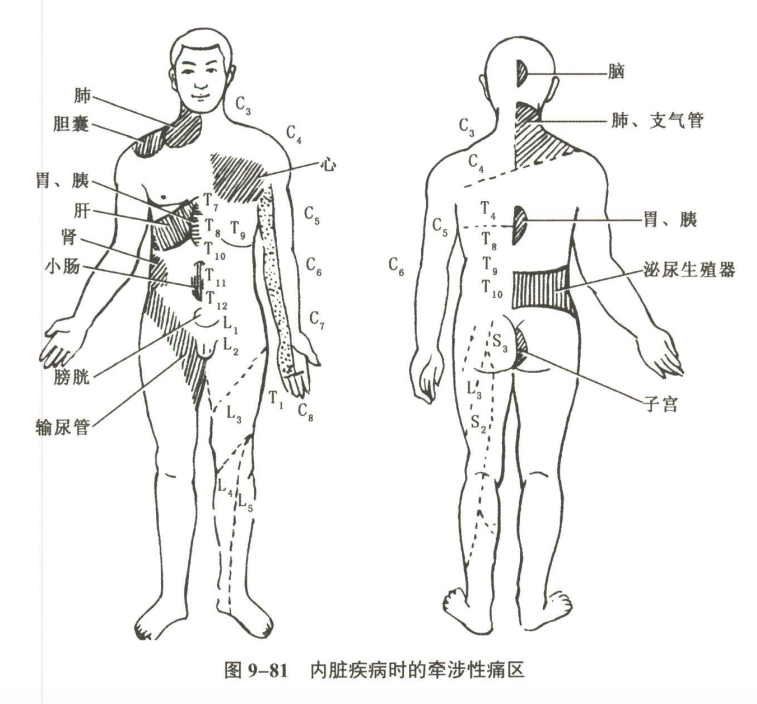 神经系统