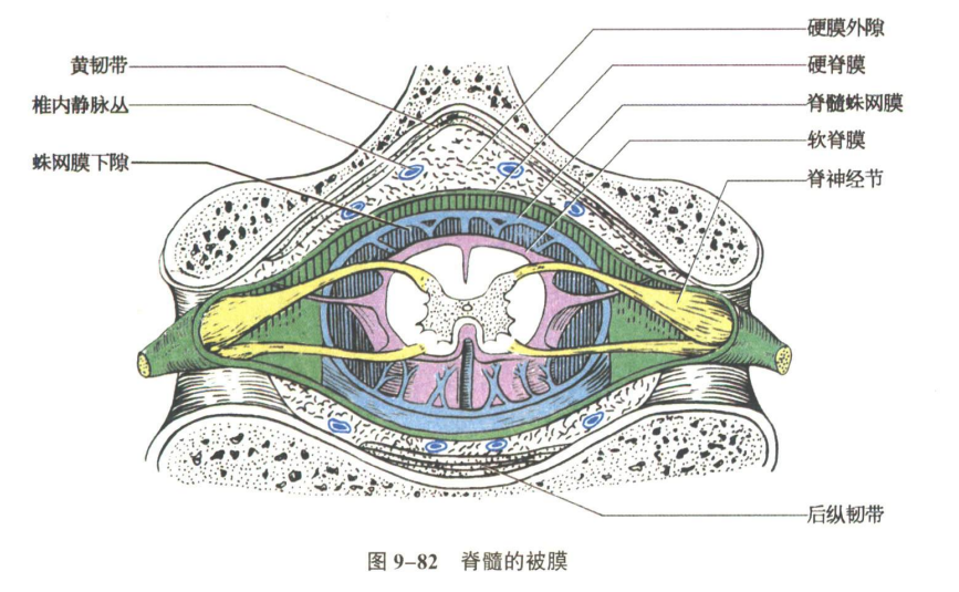 神经系统