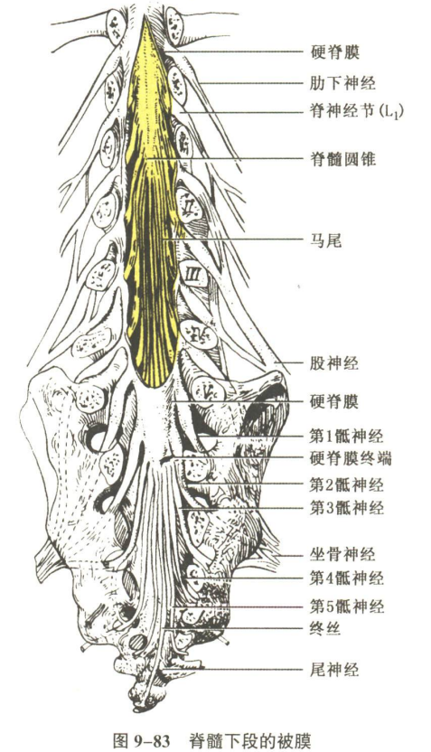 神经系统