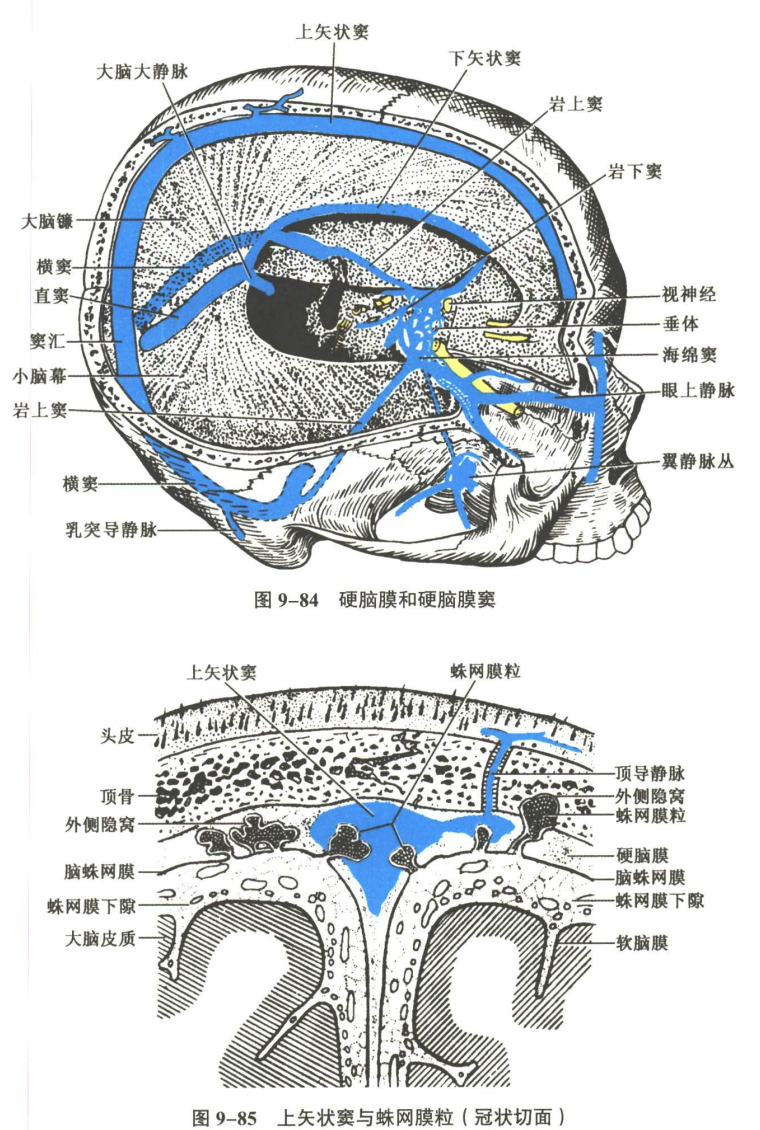 神经系统