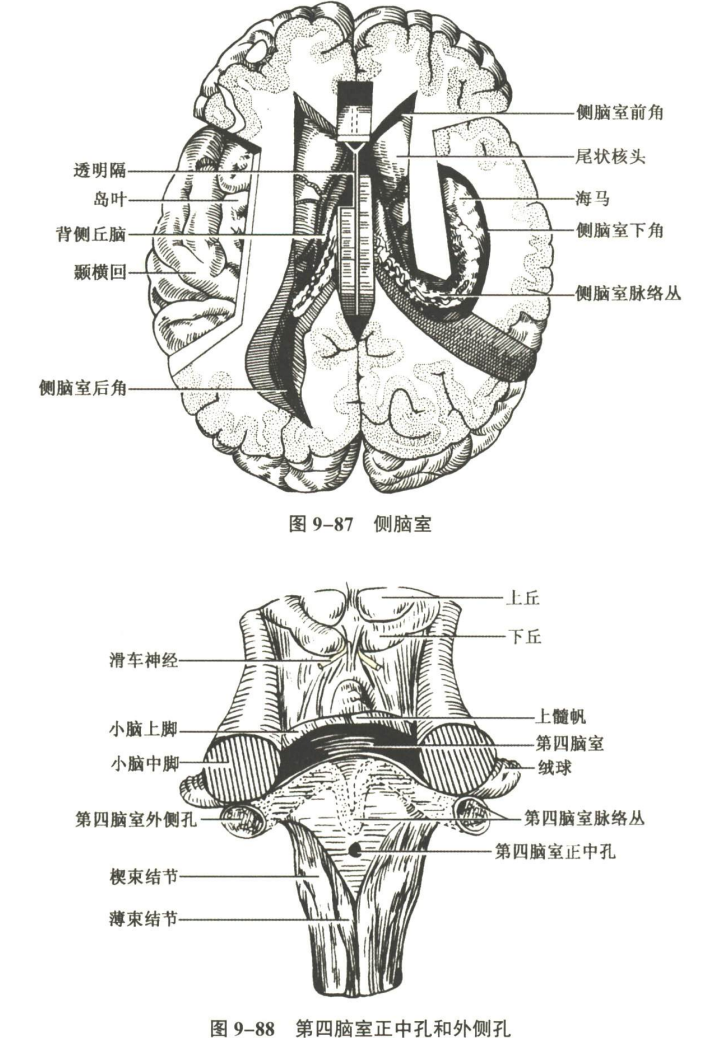 神经系统