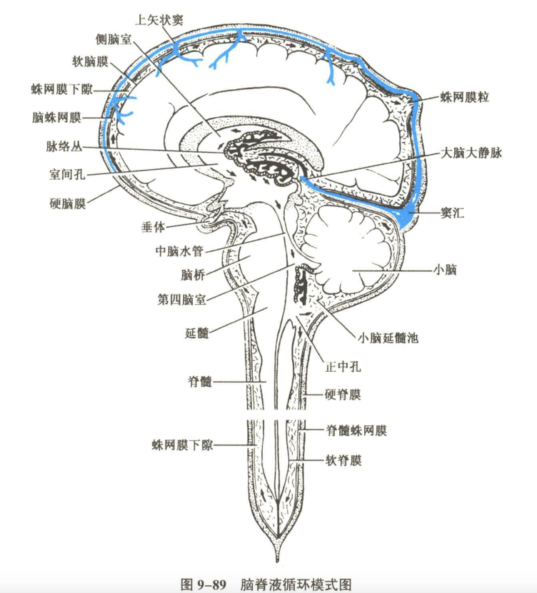 神经系统