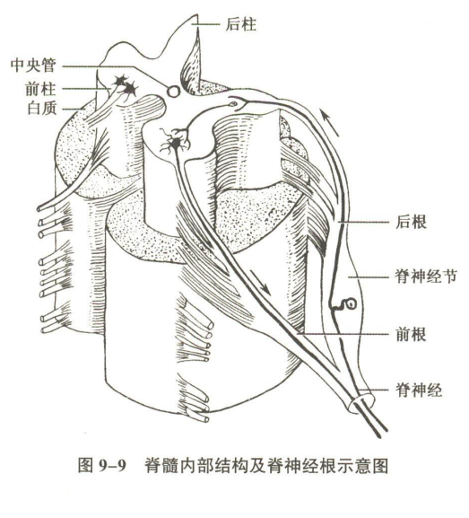 神经系统