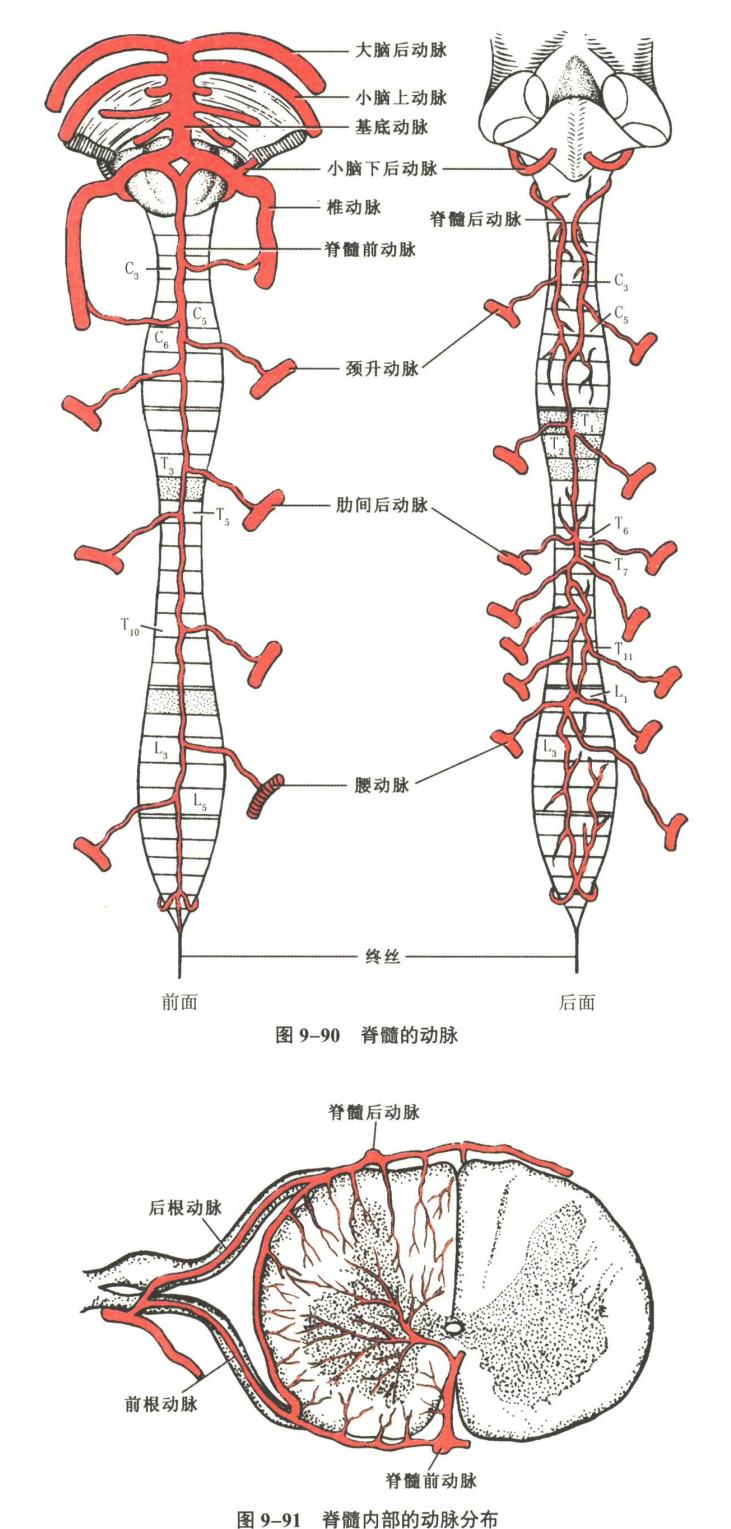 神经系统