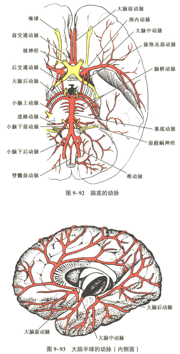 神经系统