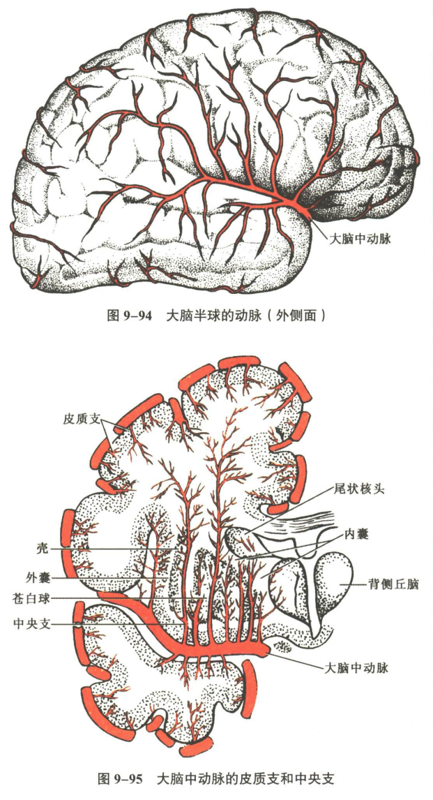 神经系统