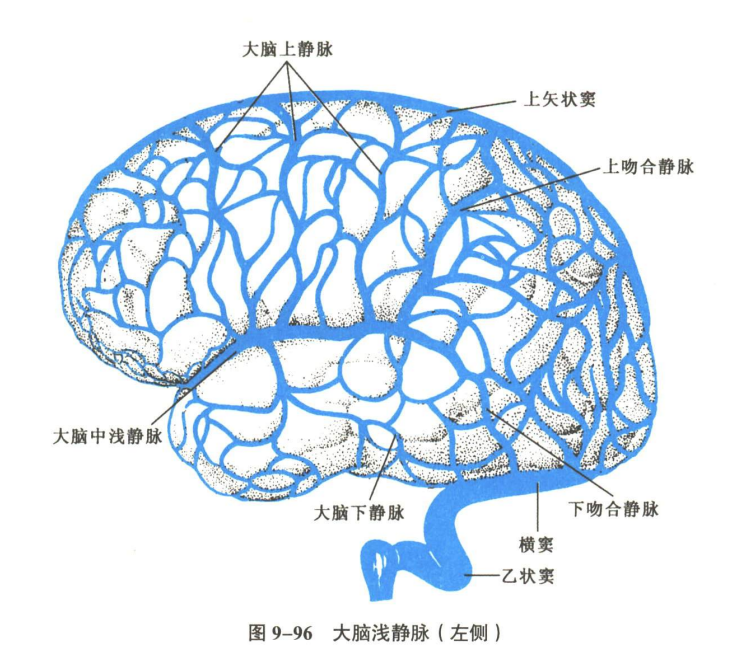 神经系统