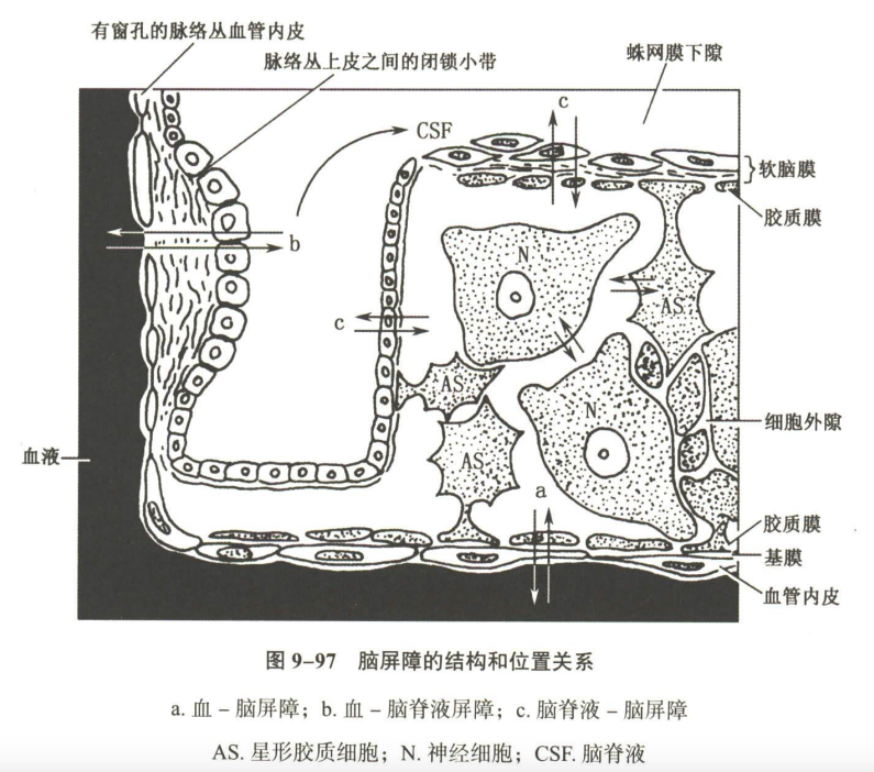 神经系统