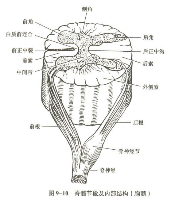 神经系统