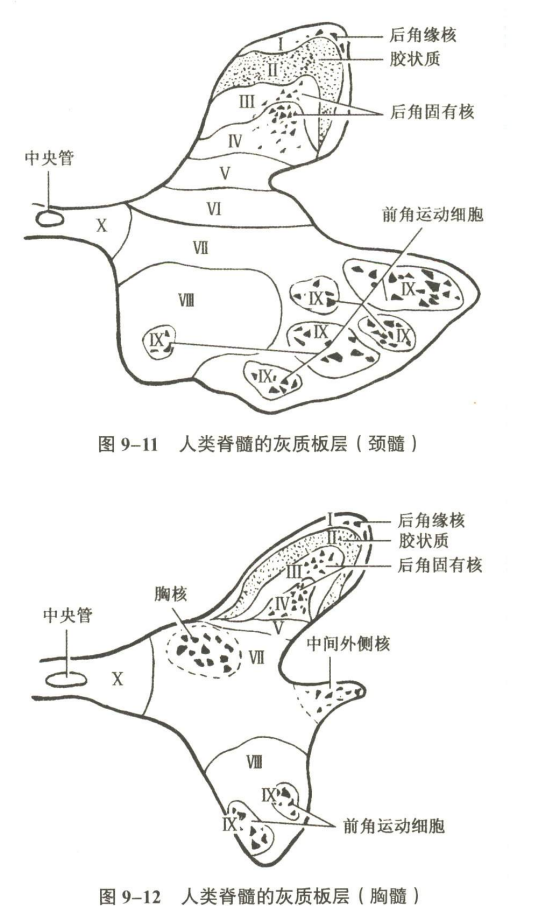 神经系统