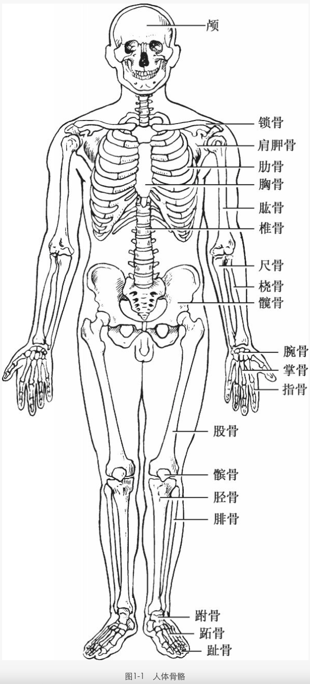 解剖