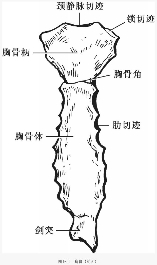 解剖