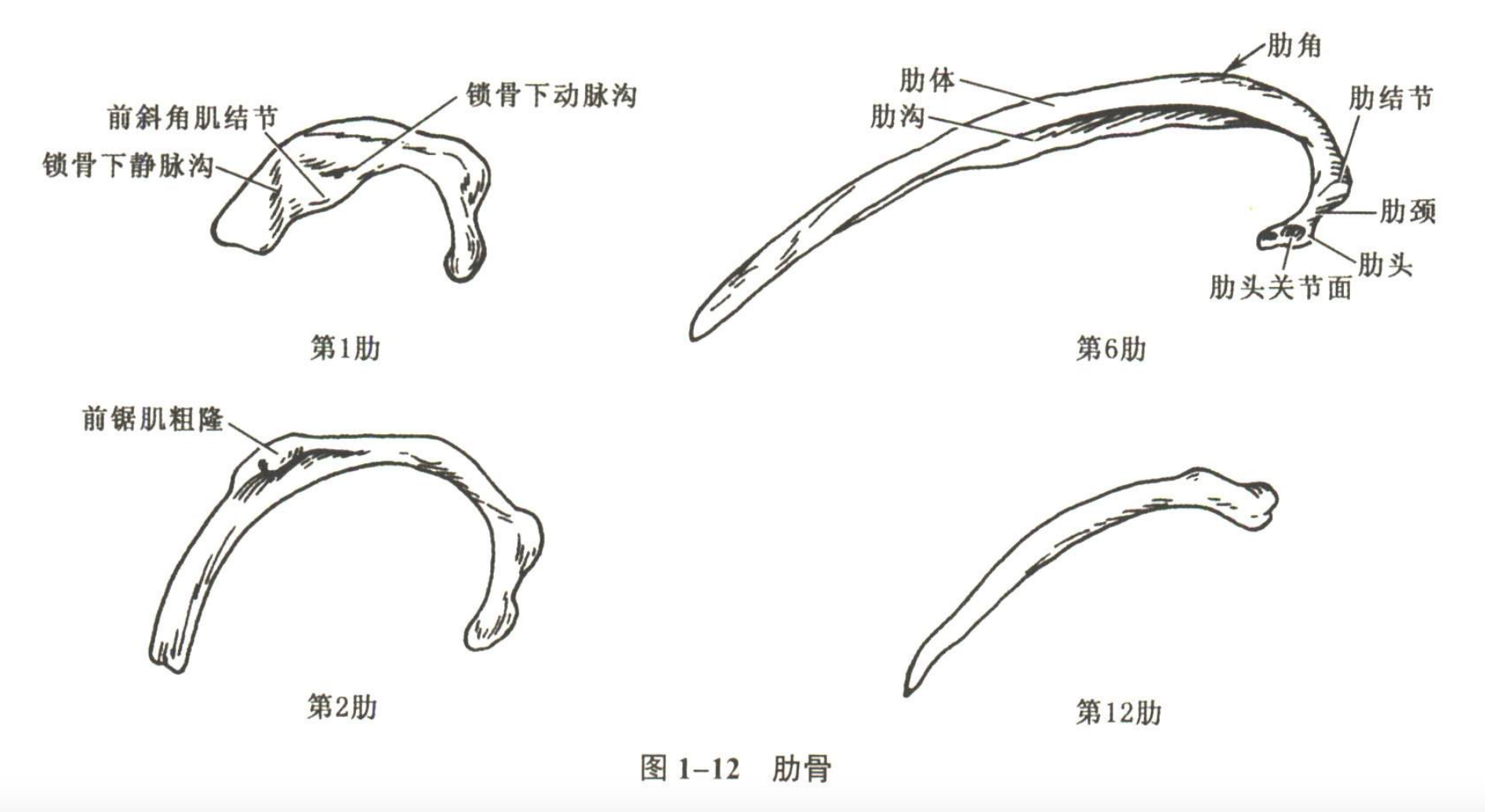 解剖