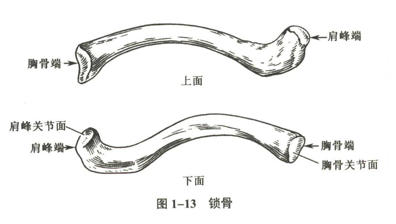 解剖