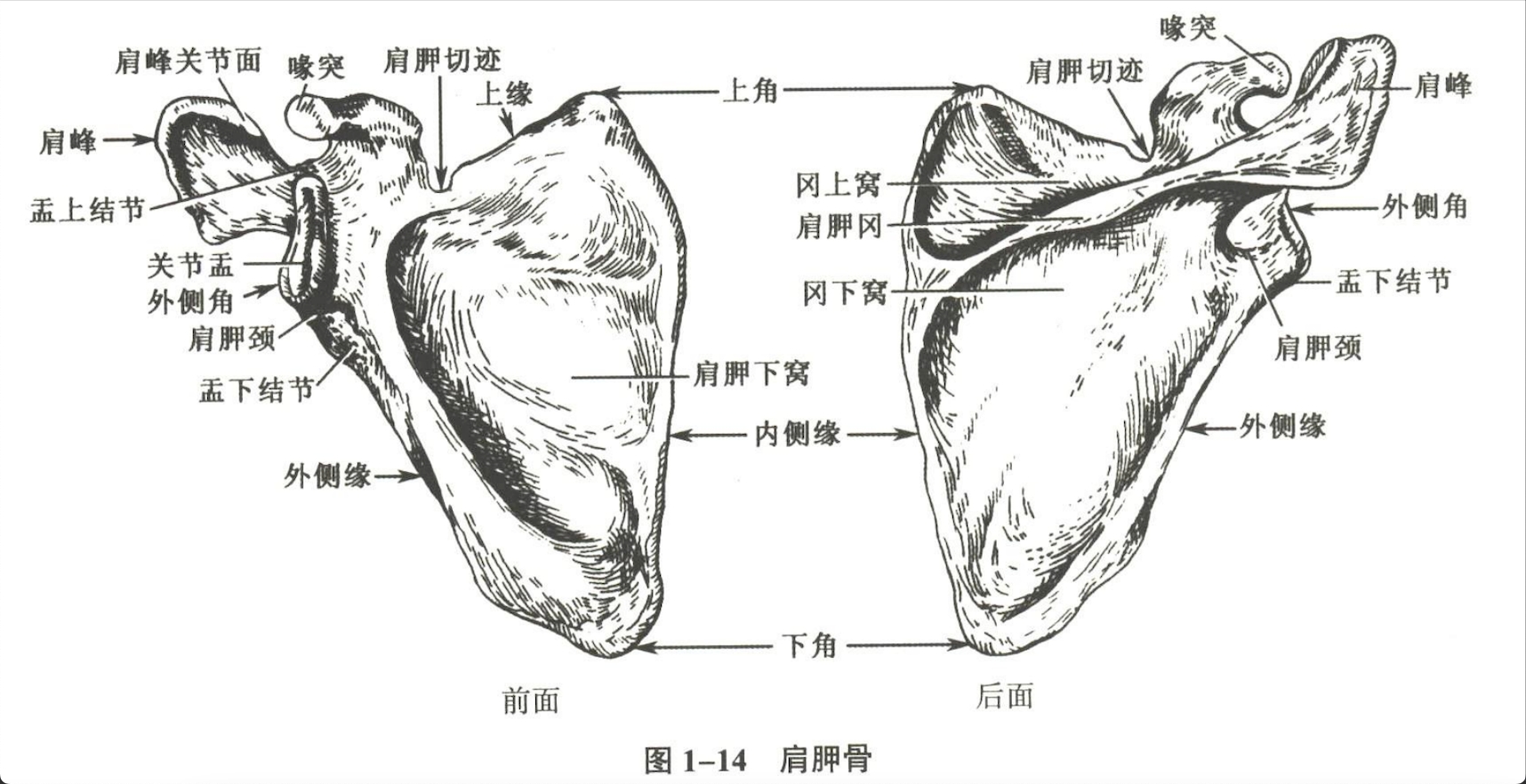 解剖