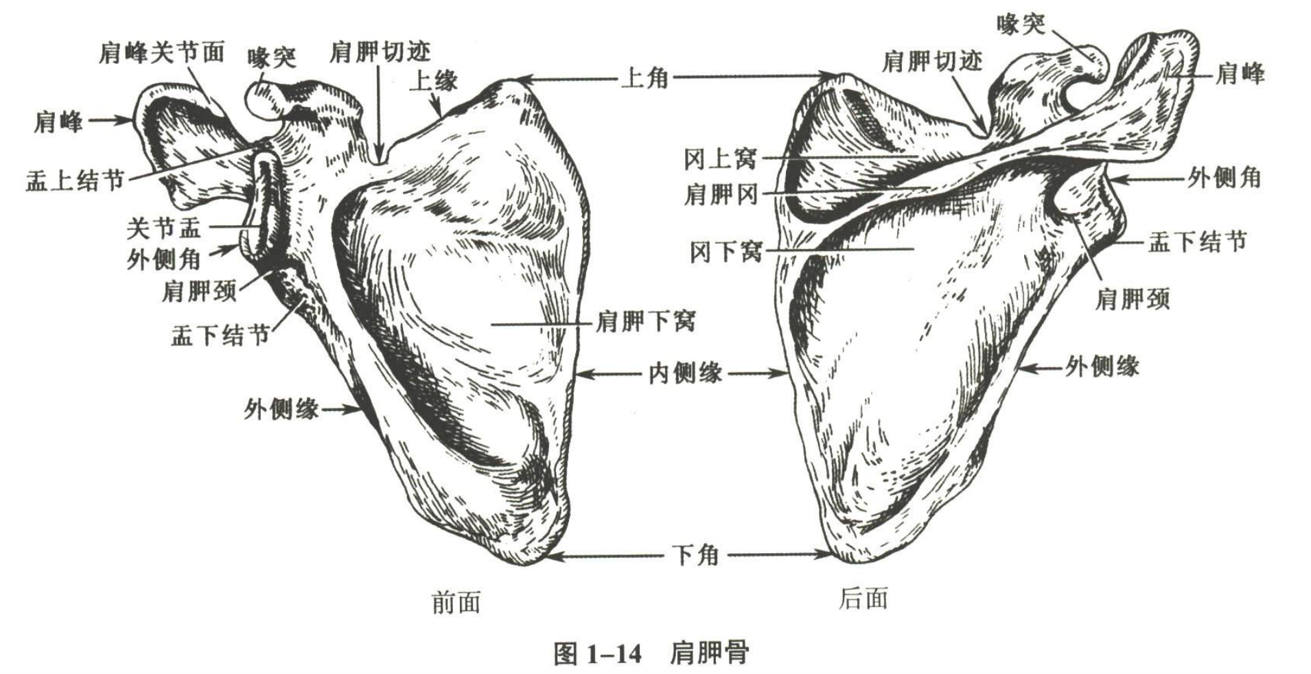解剖