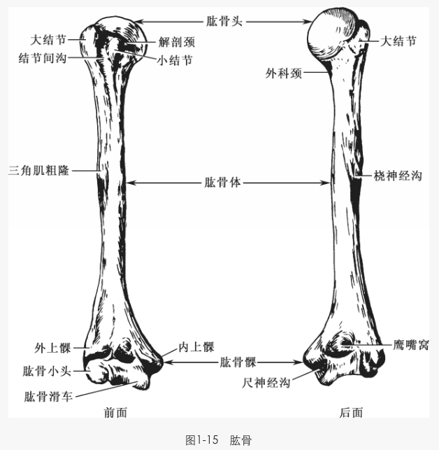 解剖