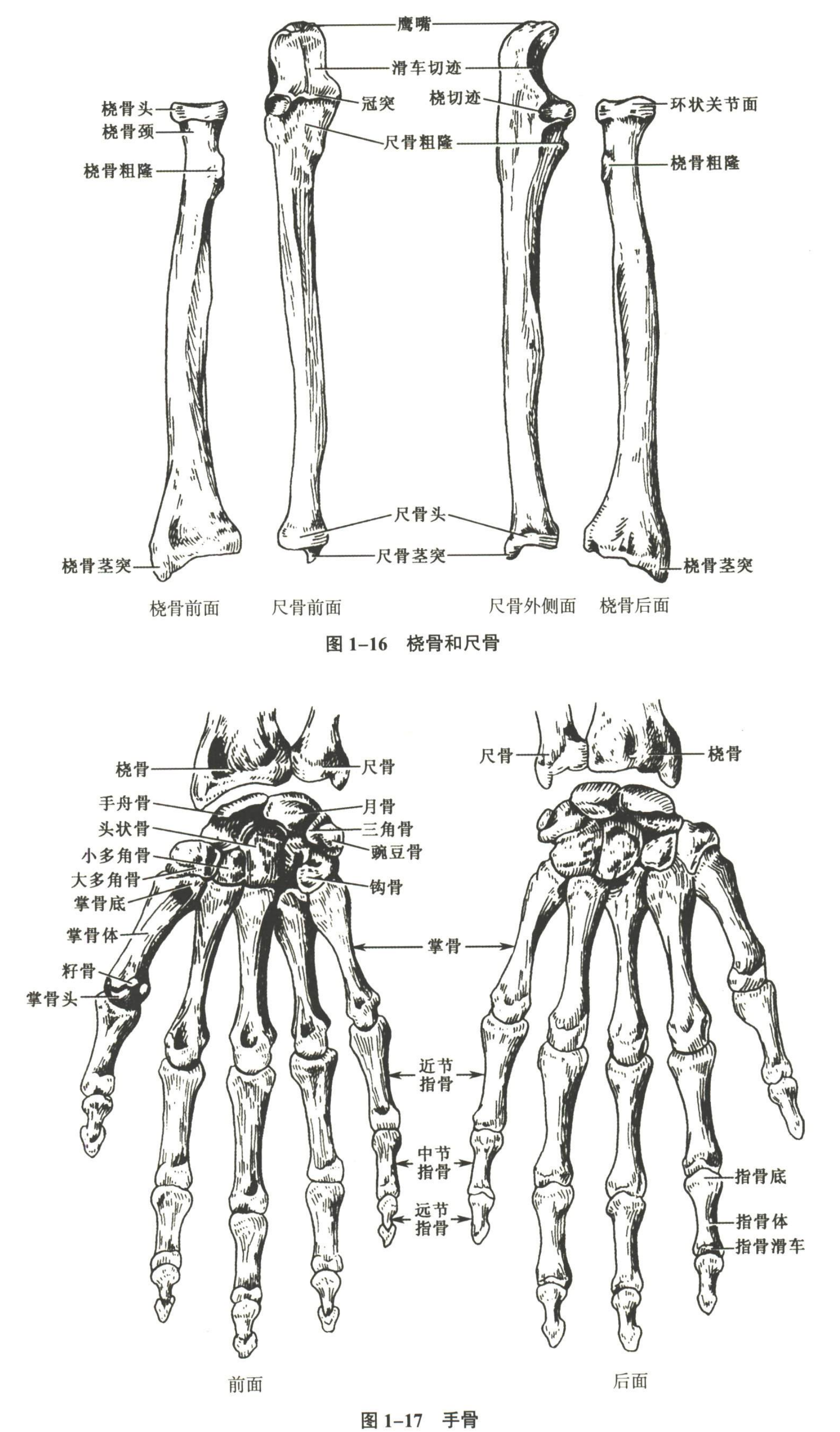 解剖