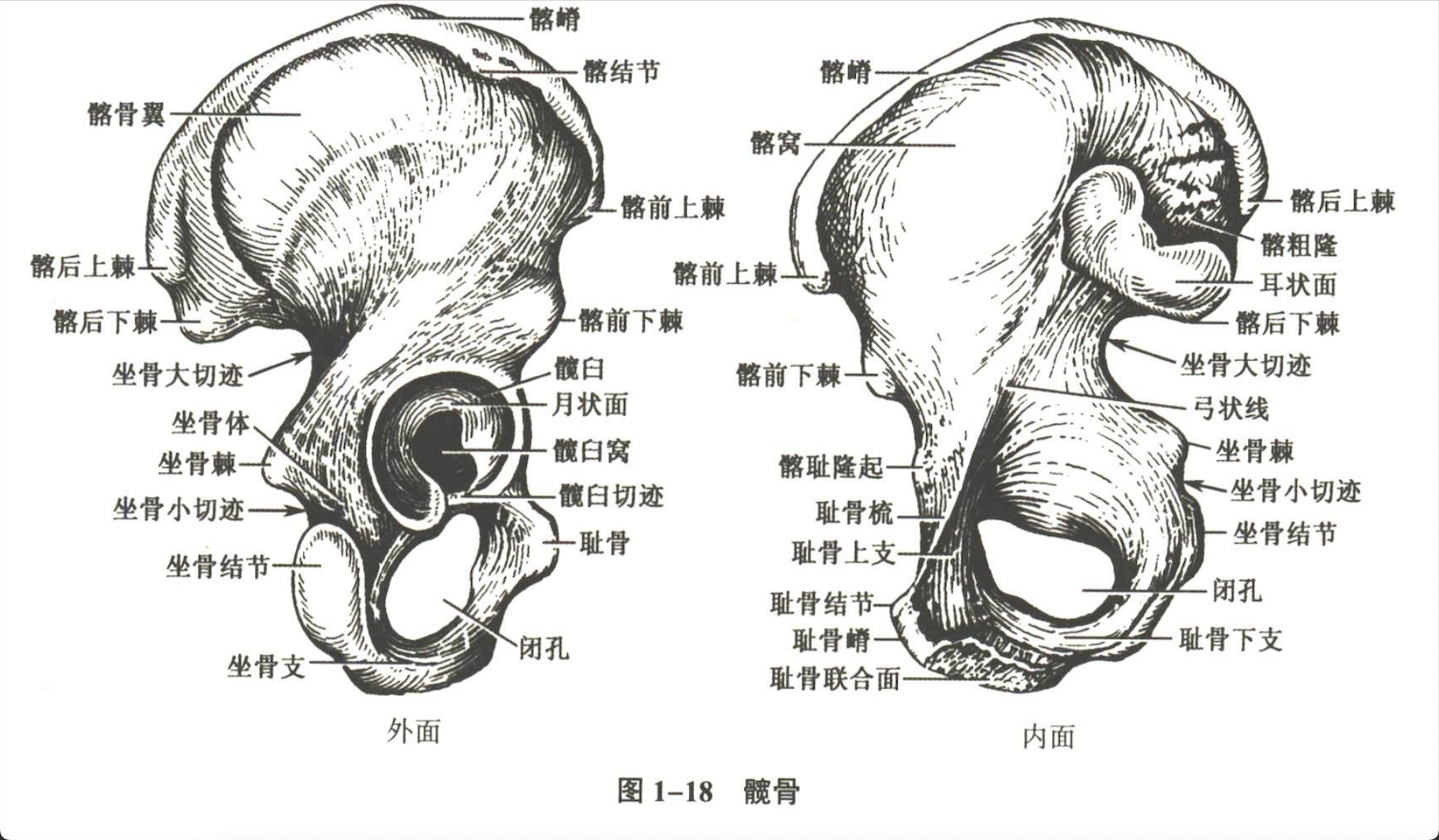 解剖