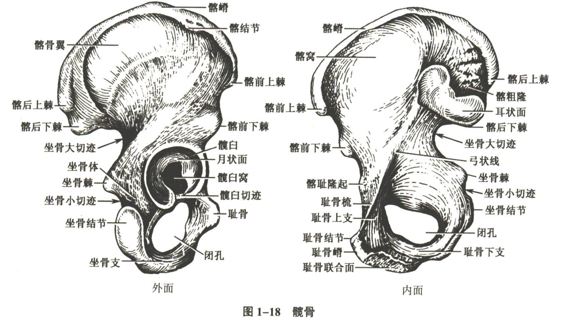 解剖