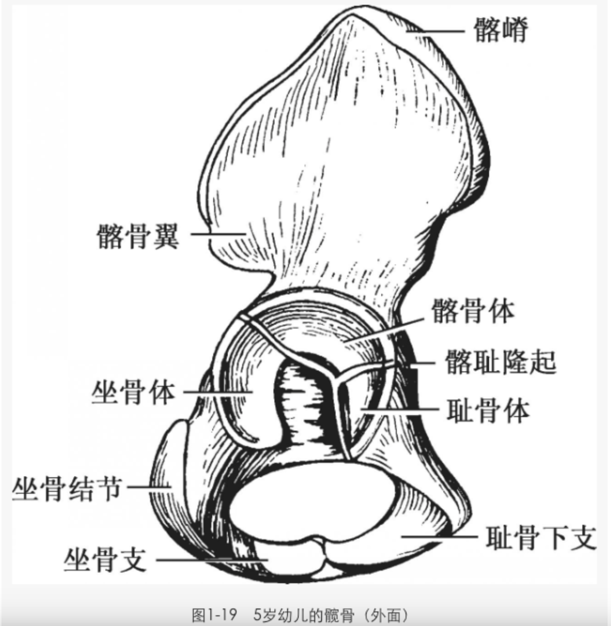 解剖