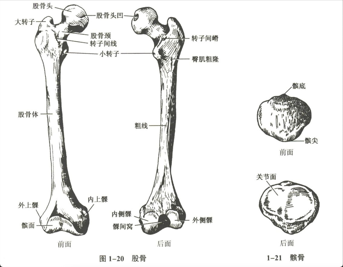 解剖