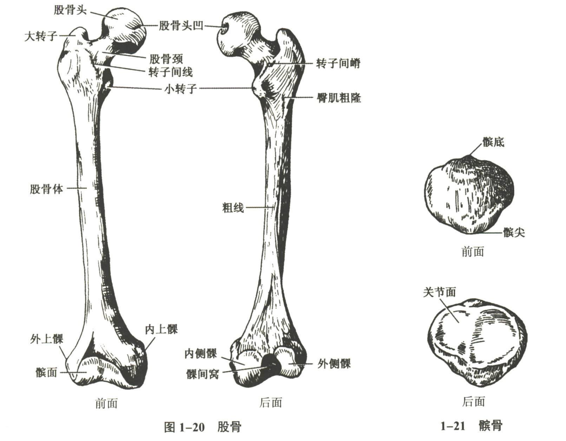 解剖