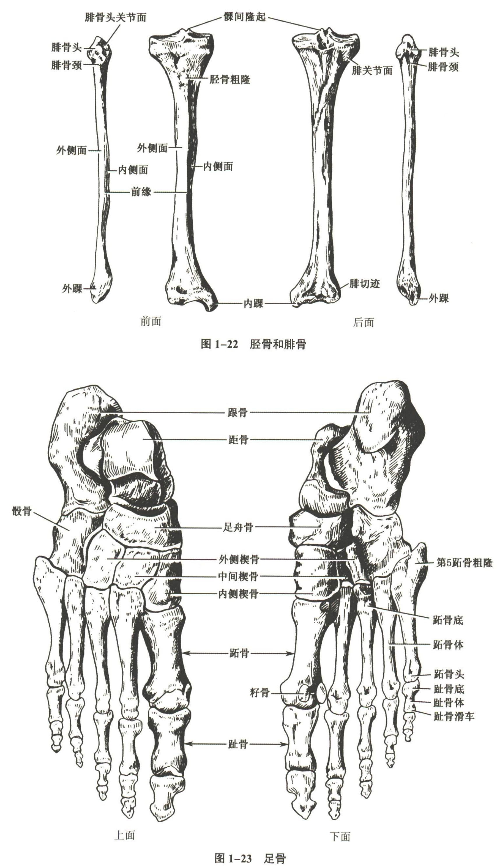 解剖