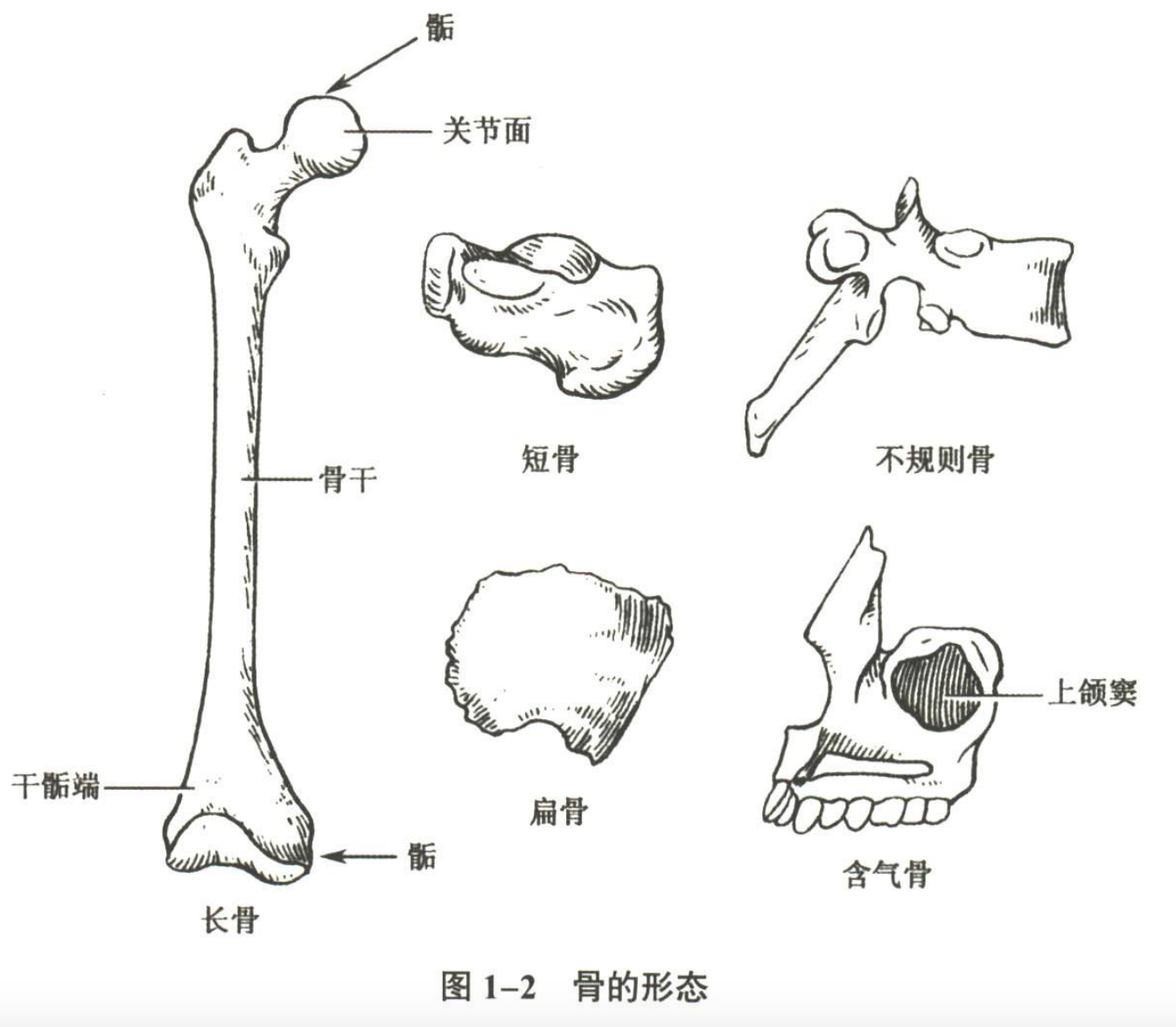 解剖