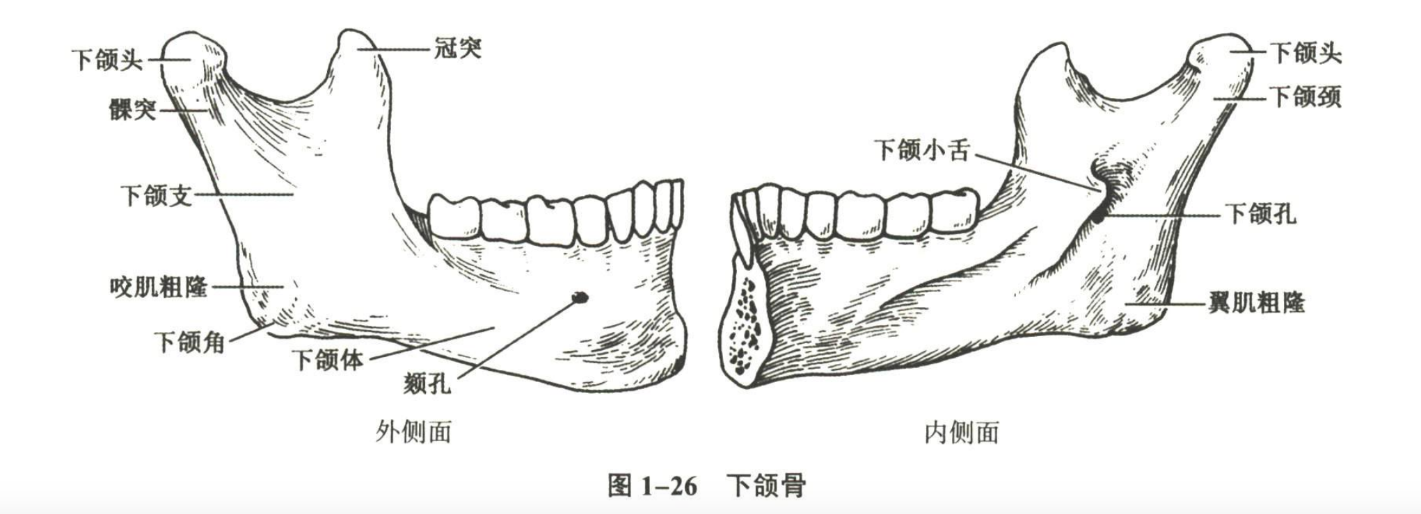 解剖